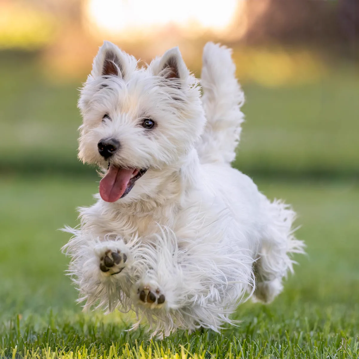 Westie en pleine course pendant un exercice de rappel